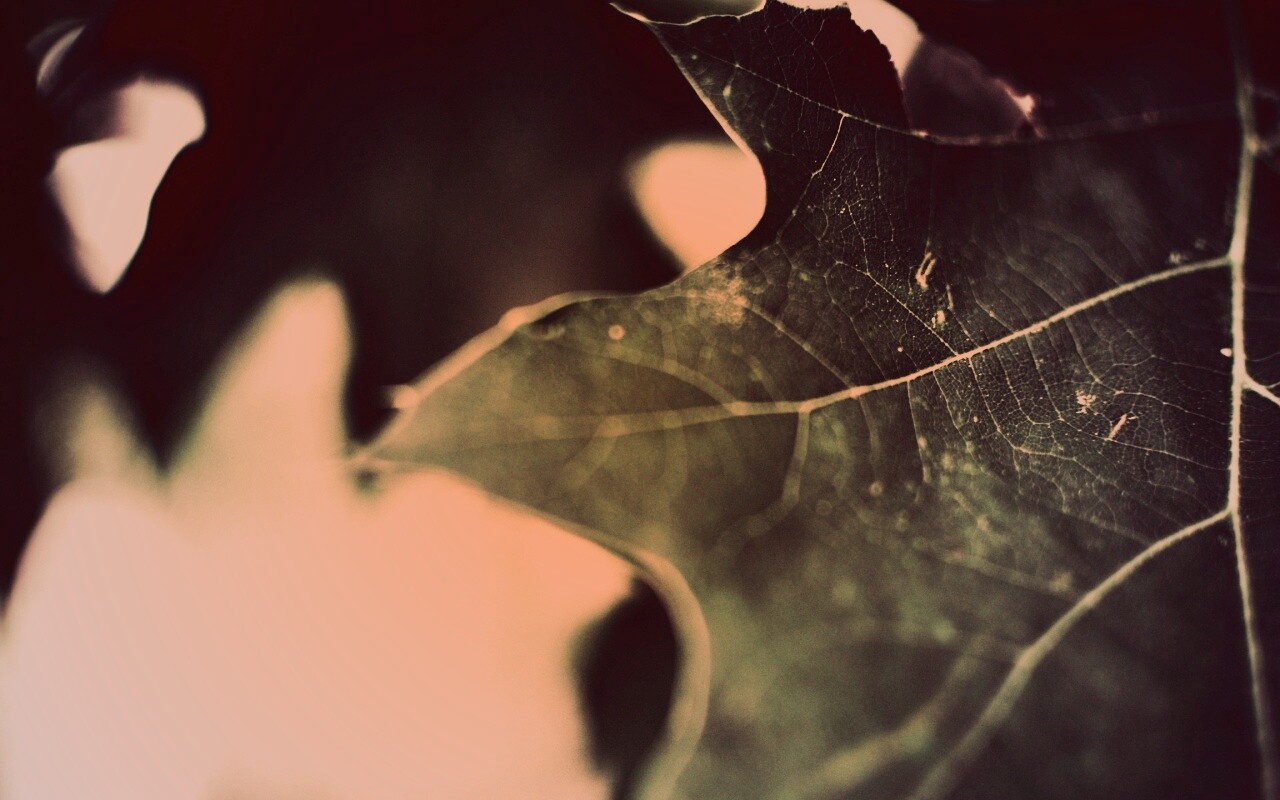 Темно-зеленый лист в макро обои