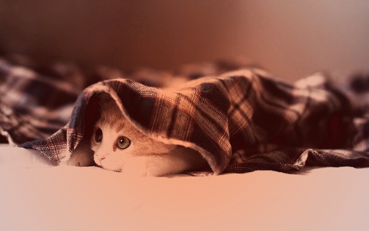 Котенок под одеялом обои