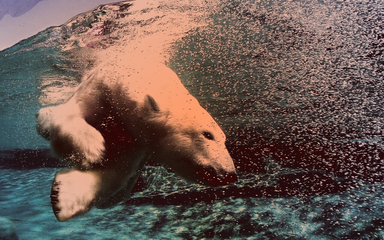 Нырнувший белый медведь обои