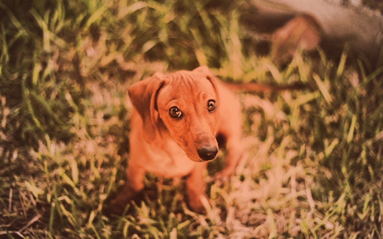 Маленькая милая такса обои