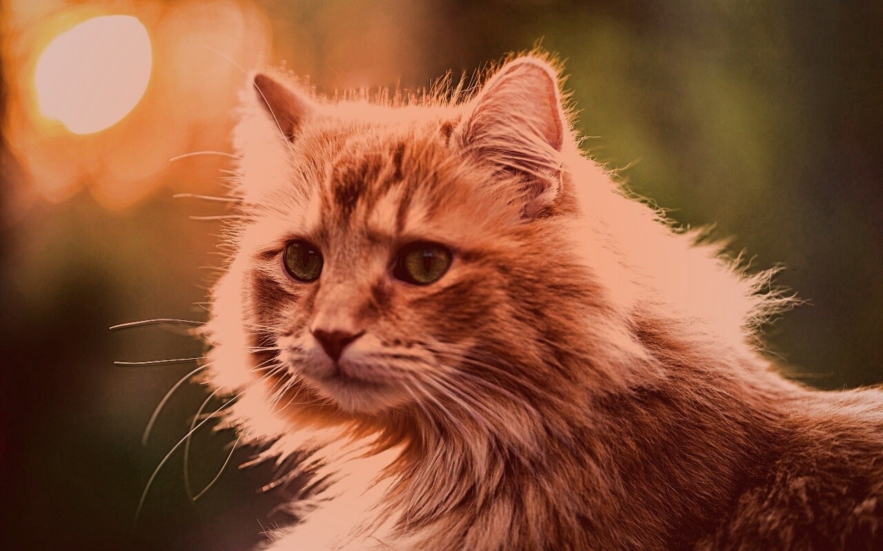 Рыжий кот в лучах солнца обои