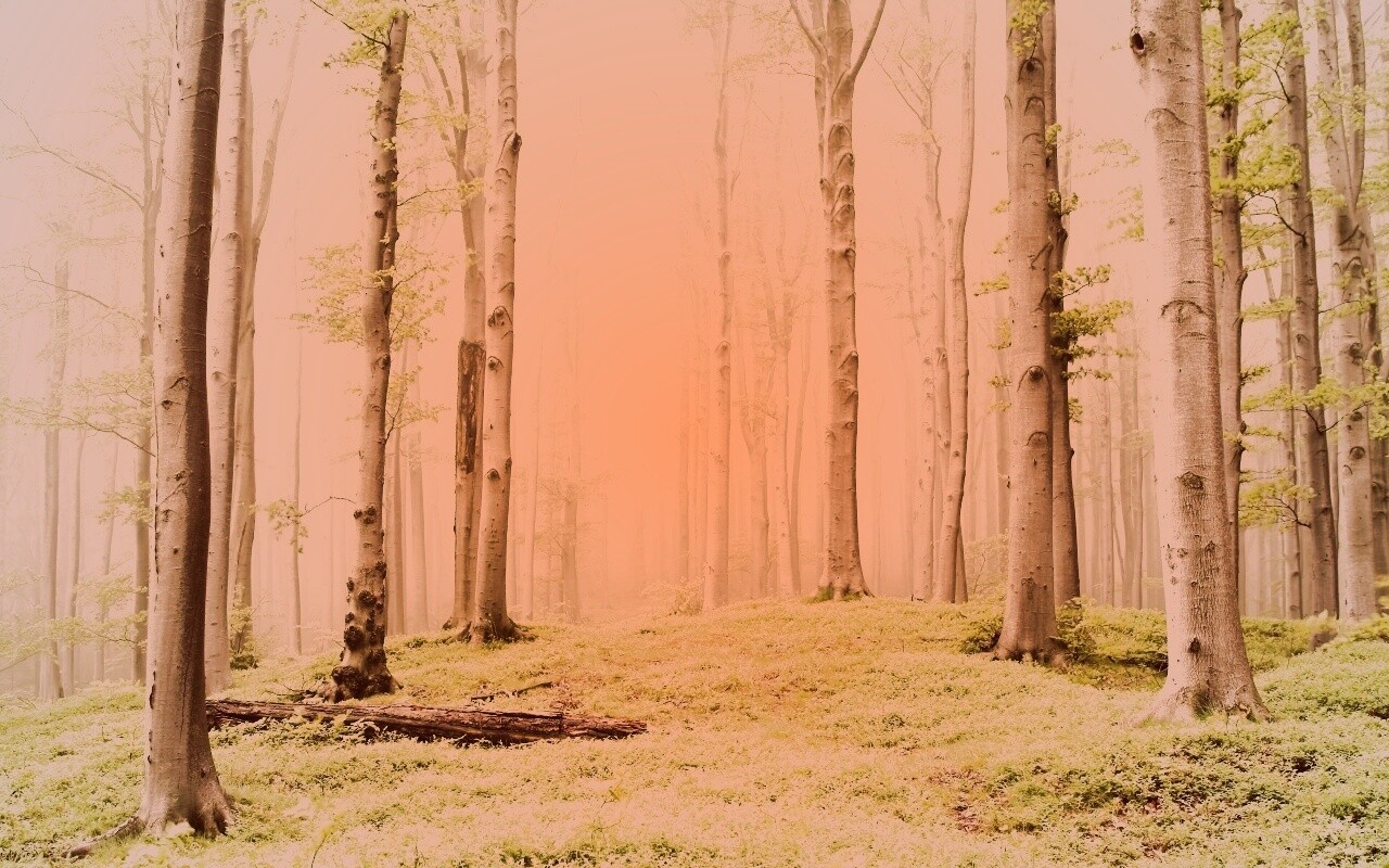 Опушка осинового леса обои