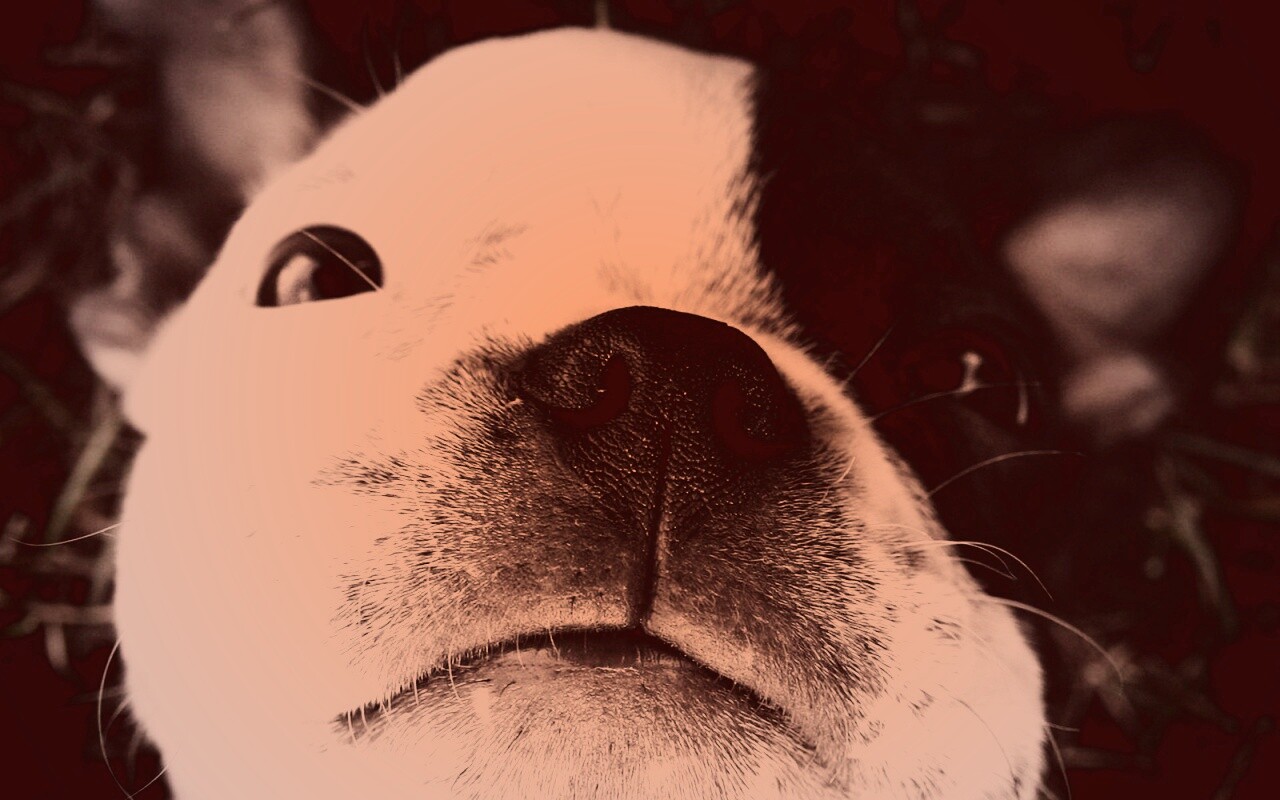 Бостонский терьер обои