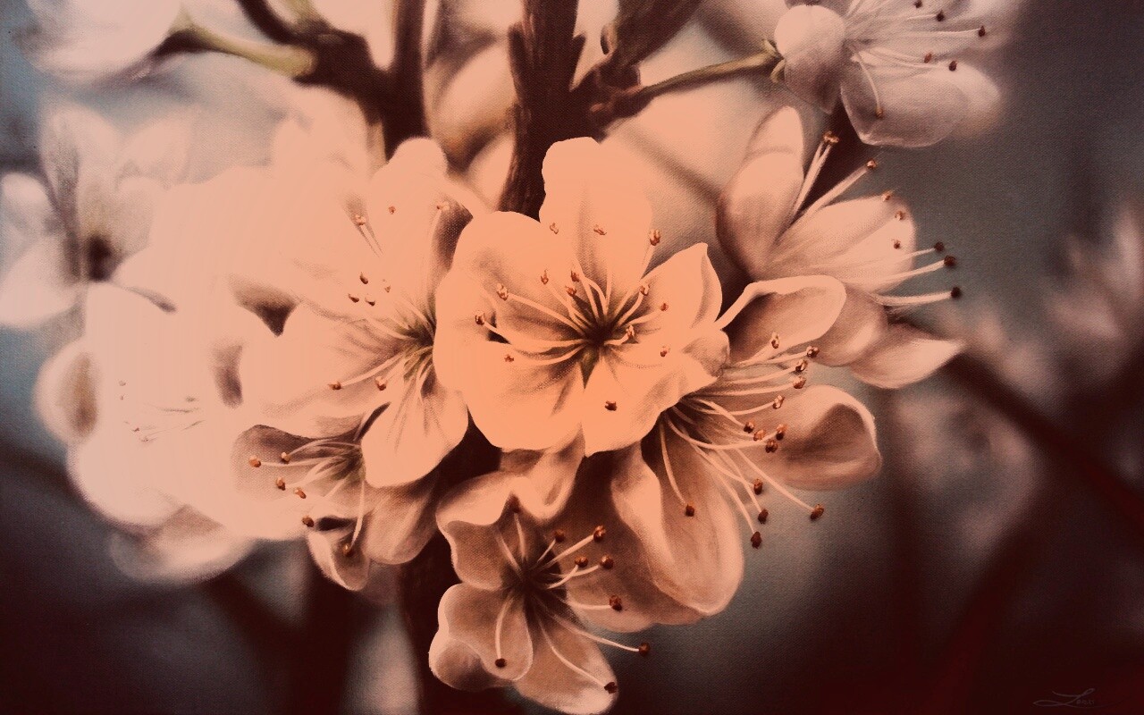 Яблоня в цвету картина обои