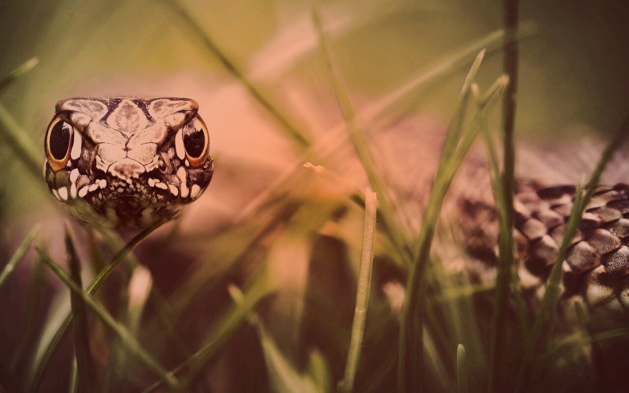 Змея в траве обои