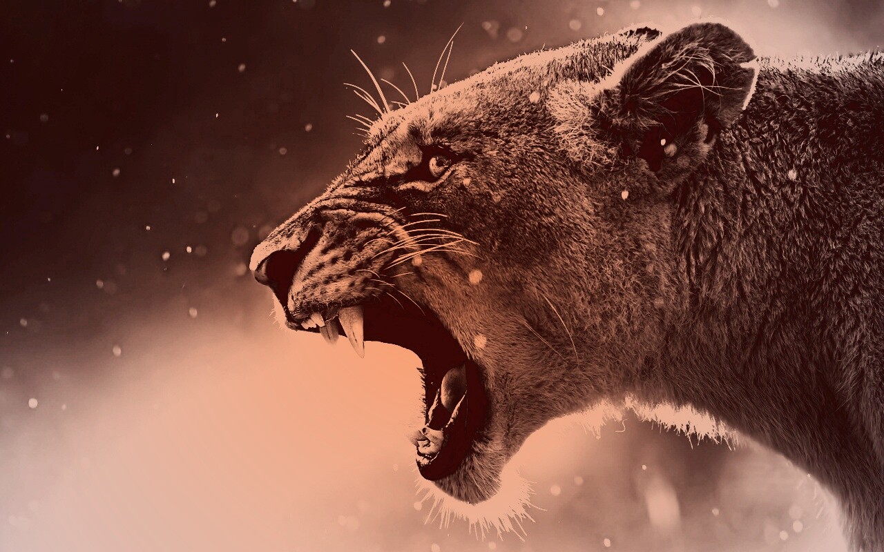 Грозный львиный рык обои