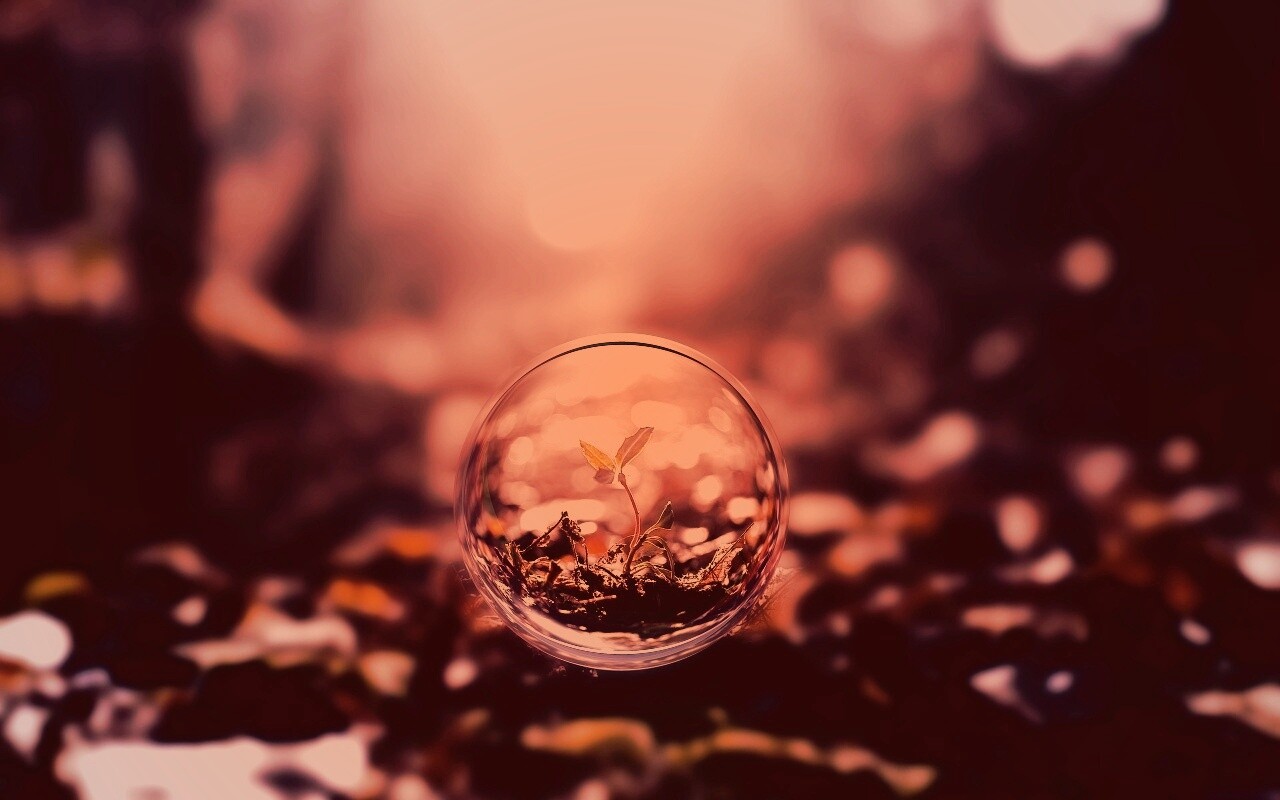 Росток в пузыре обои