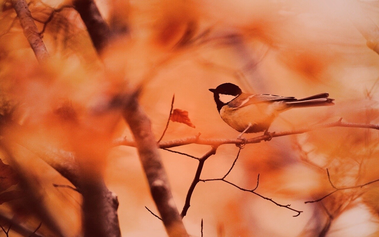 Синичка в желтой листве обои