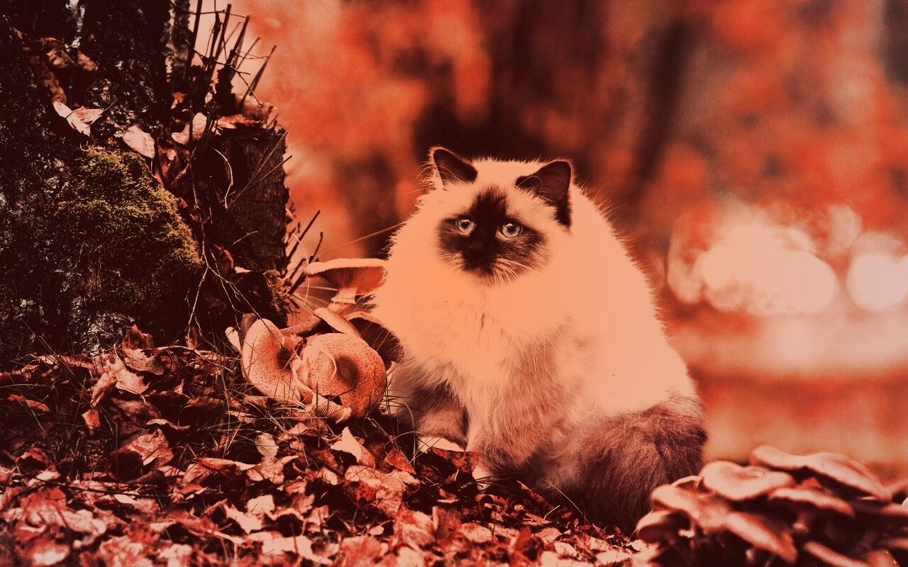 Пушистый кот среди пожелтевшей листвы обои