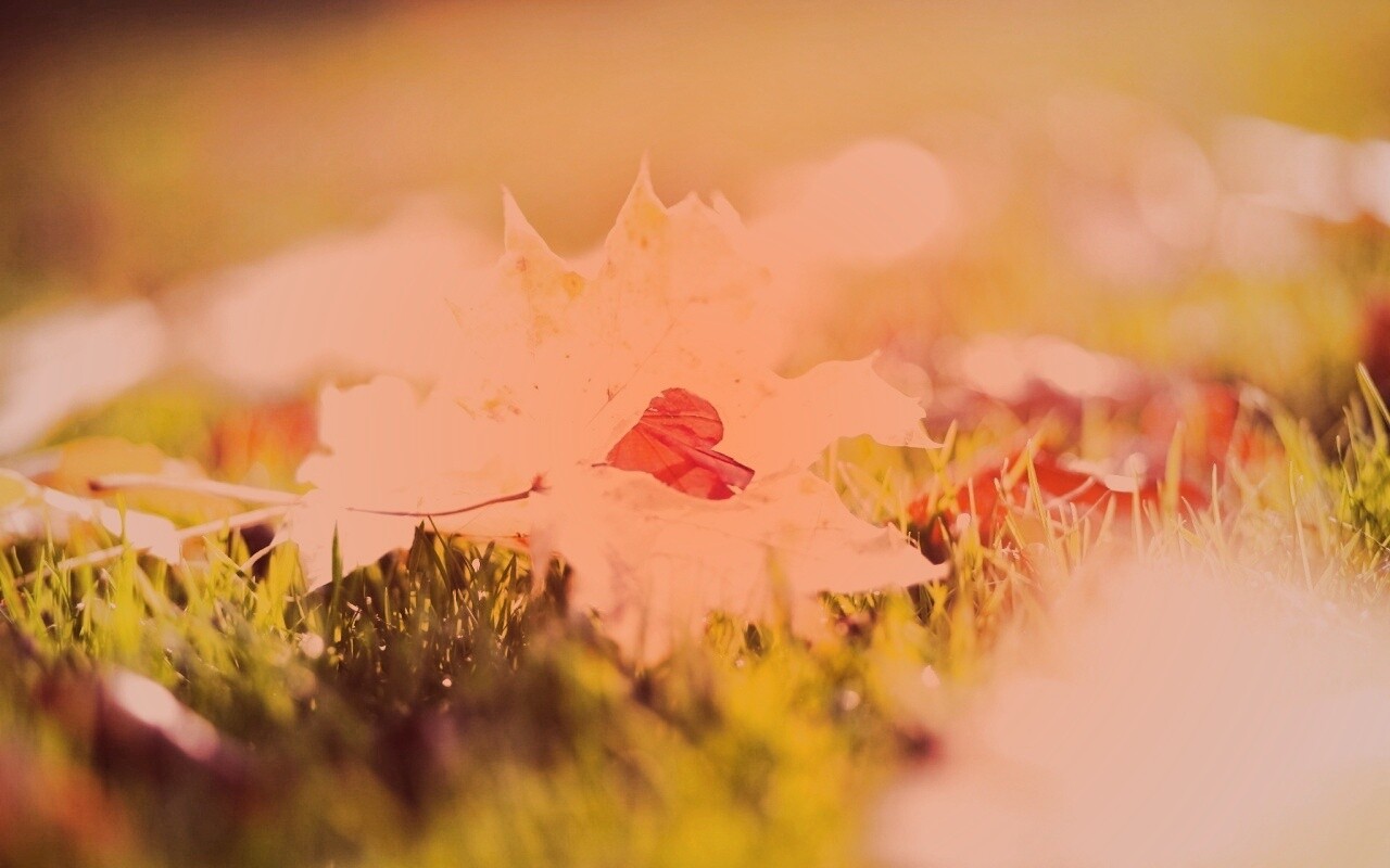 Листик в форме сердца обои