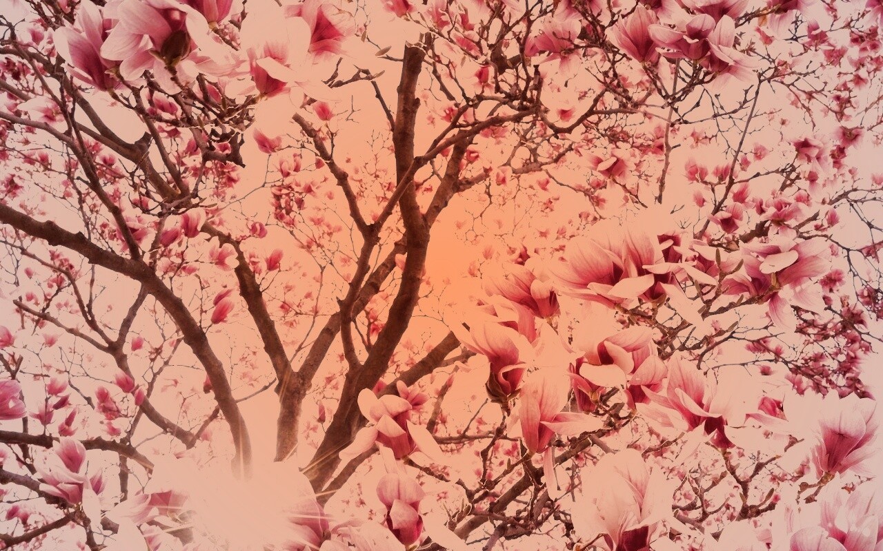 Магнолия обои