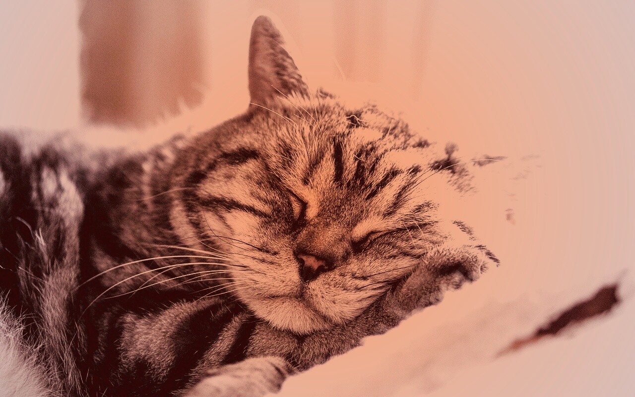 Спящий кошак обои