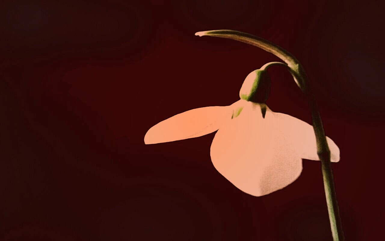 Белый цветок обои