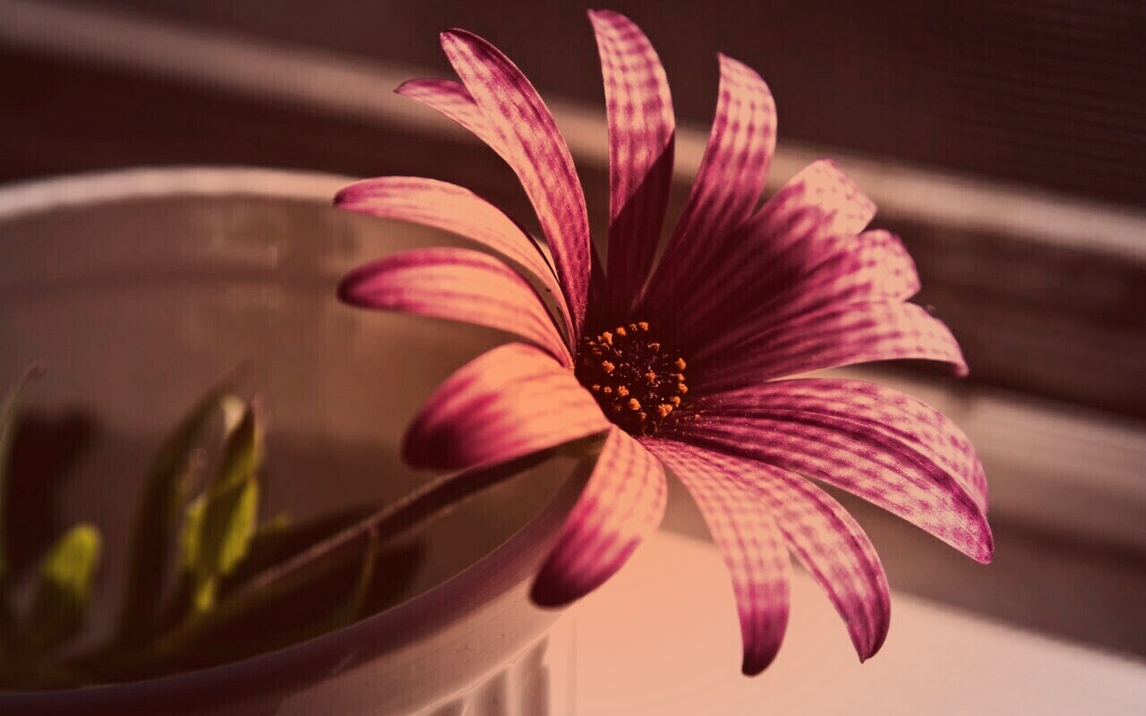 Сиреневый цветок в стакане обои