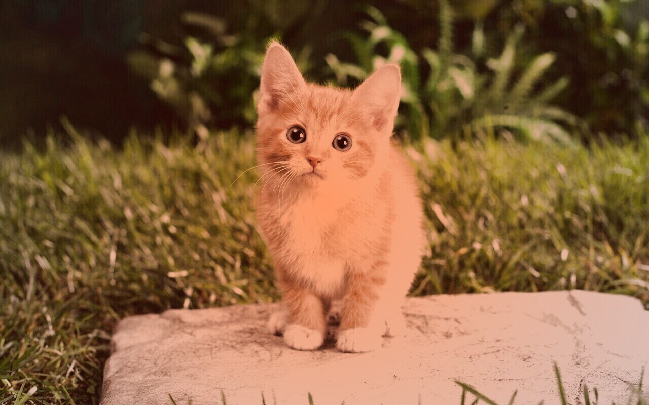 Котенок в саду обои