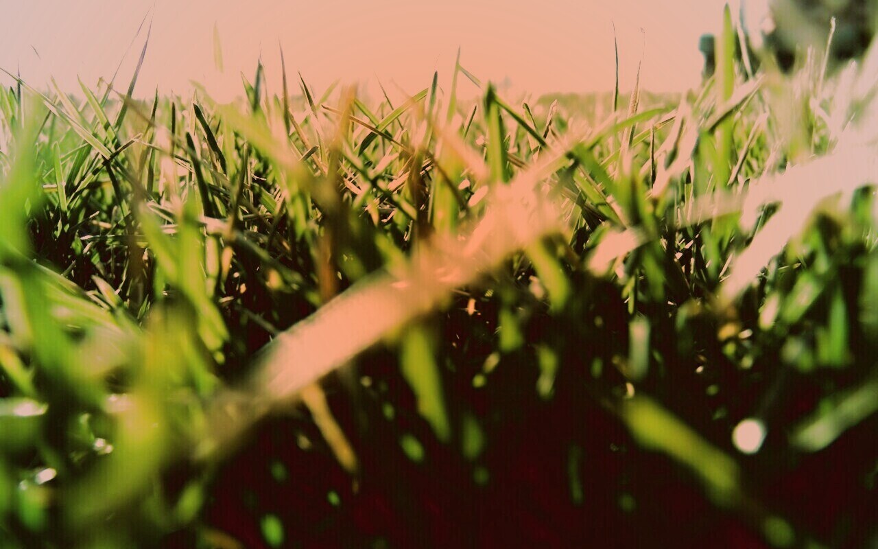 Трава обои
