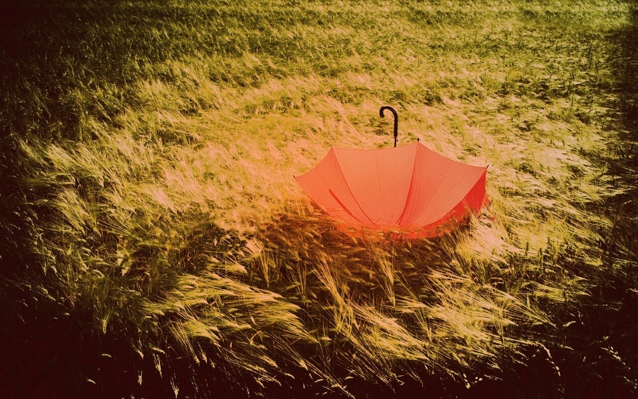 Зонт на траве обои