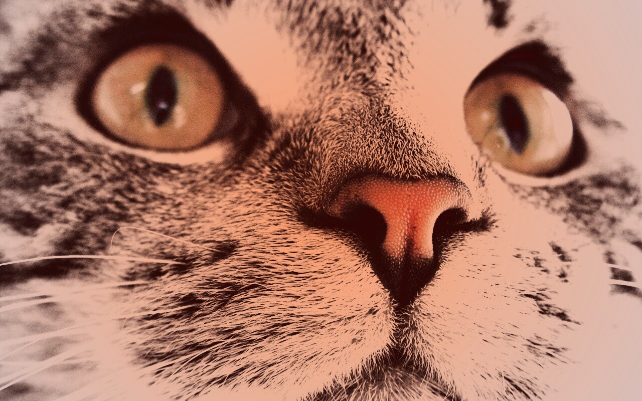 Кошачья мордочка обои