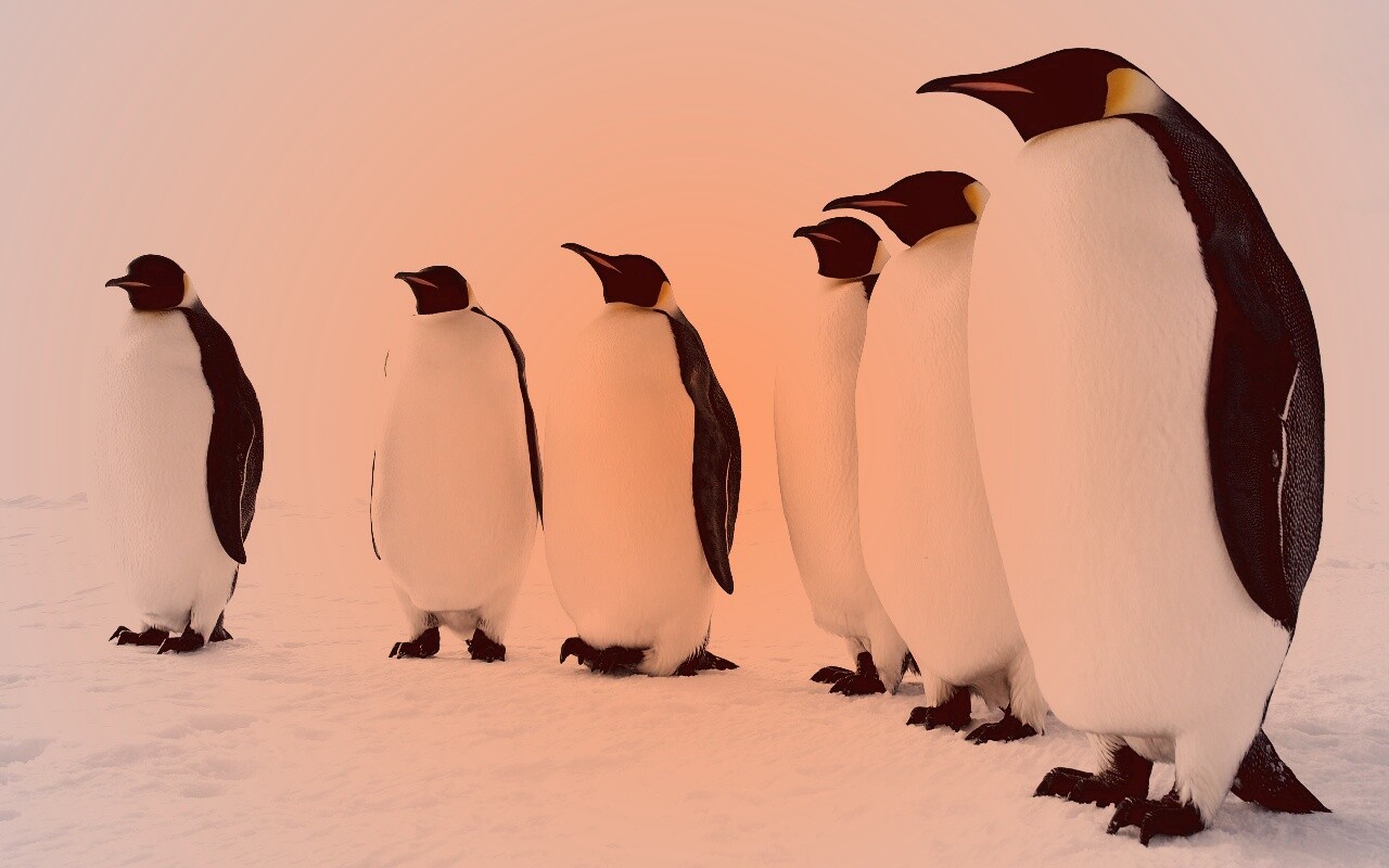 Слет пингвинов обои