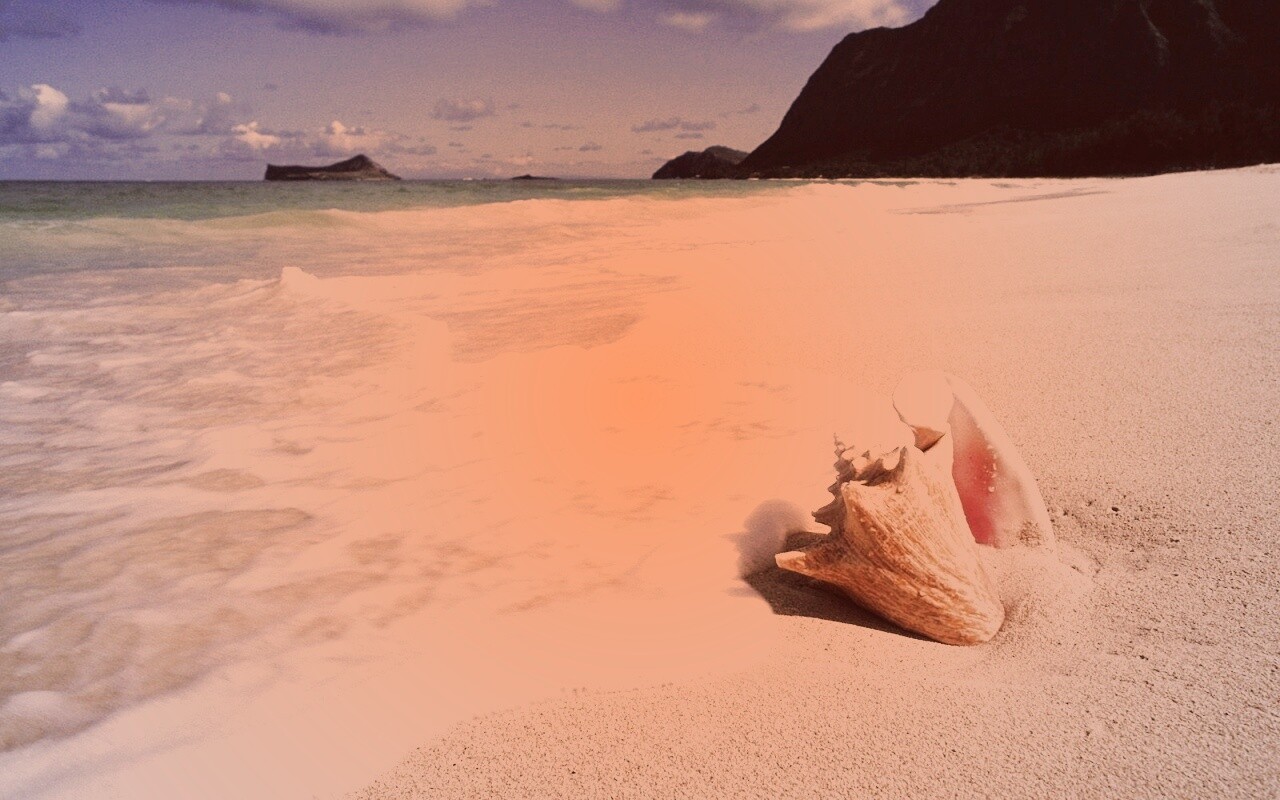 Морская раковина обои