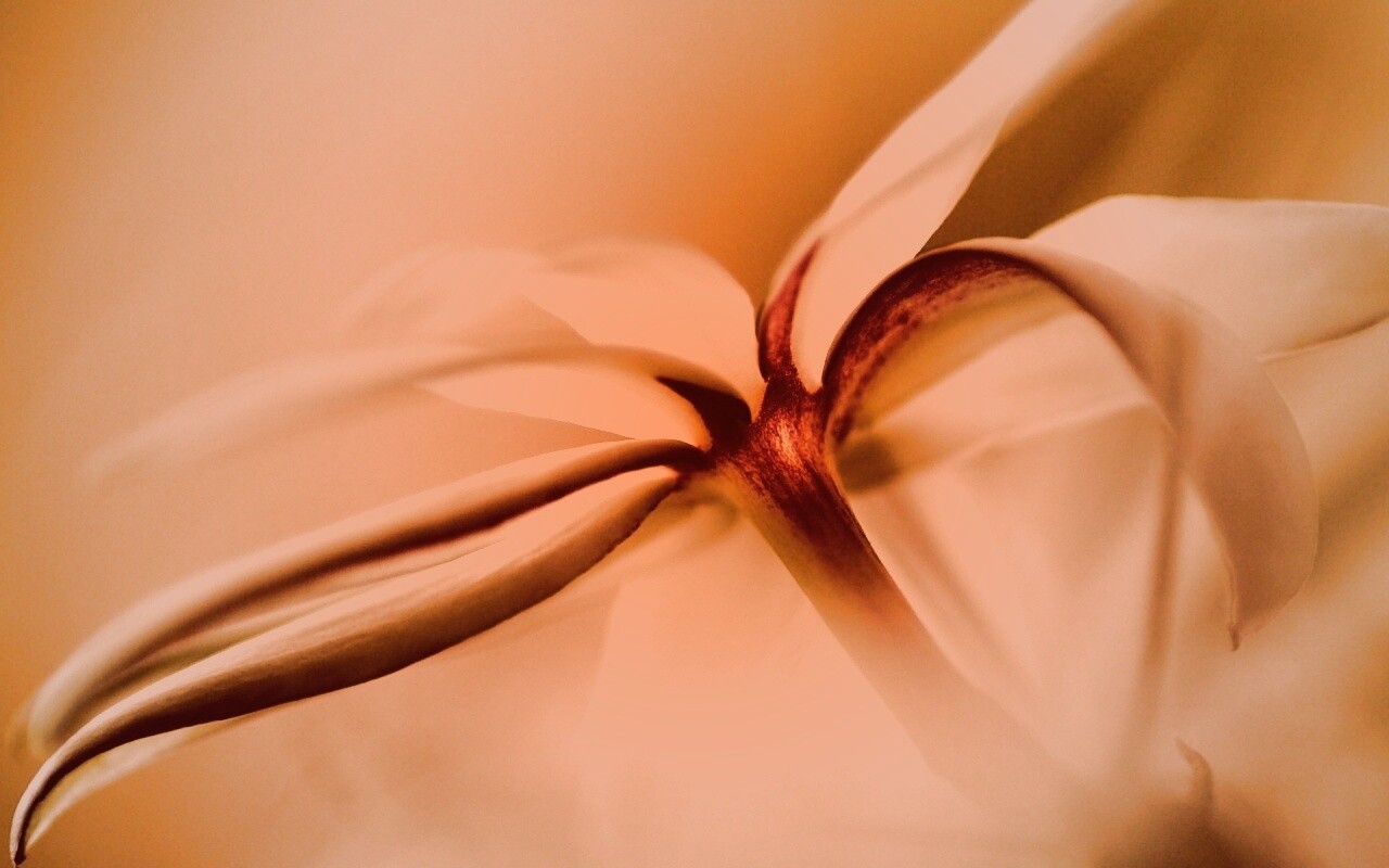 Цветок обои