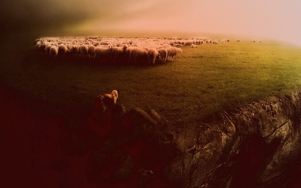 Волк и овцы обои