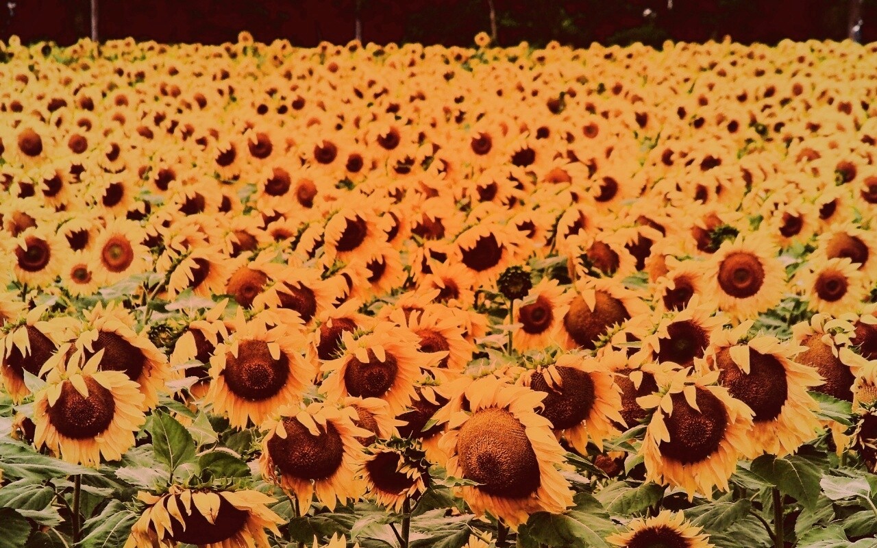 Поле подсолнухов обои