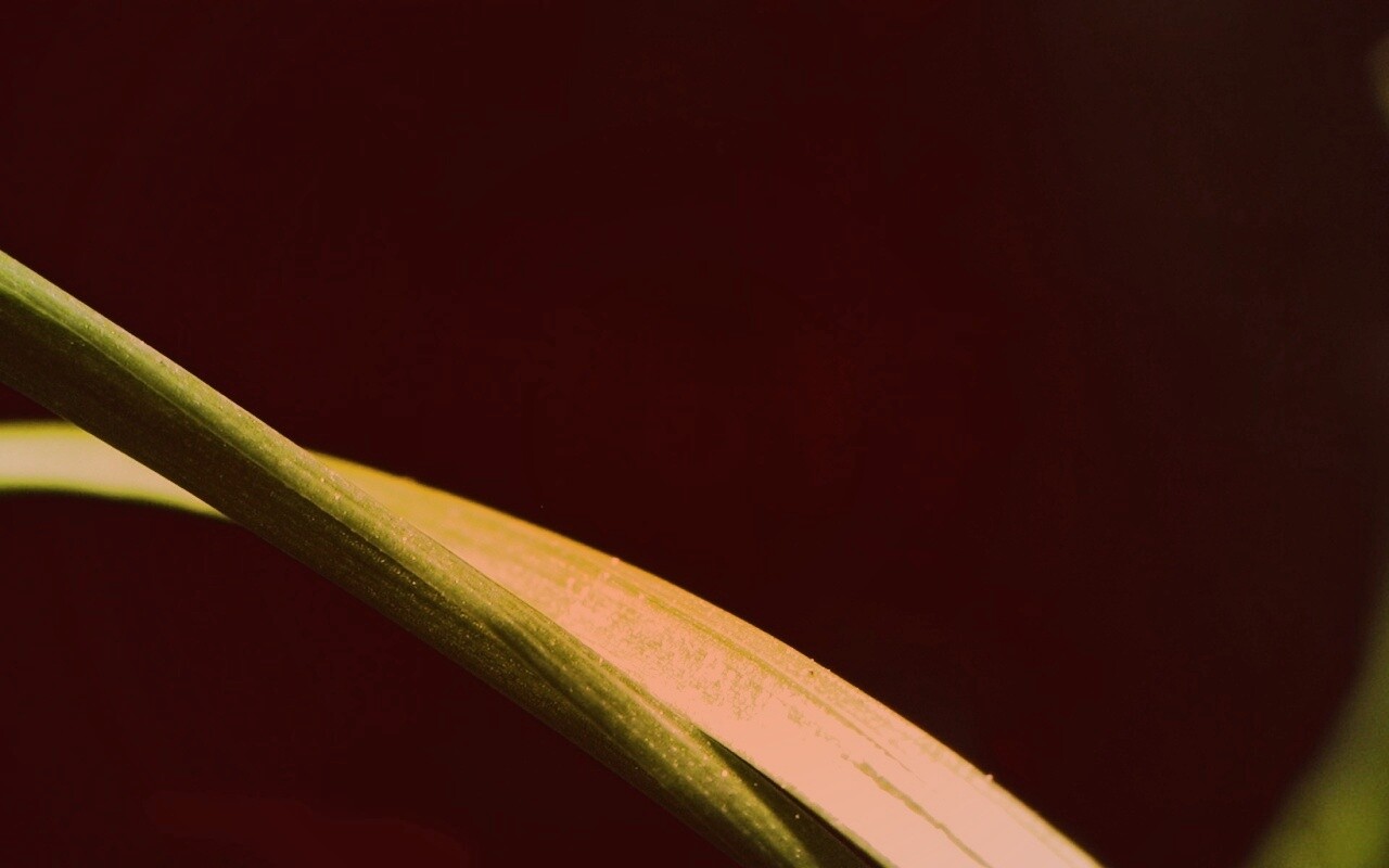 Зелень обои