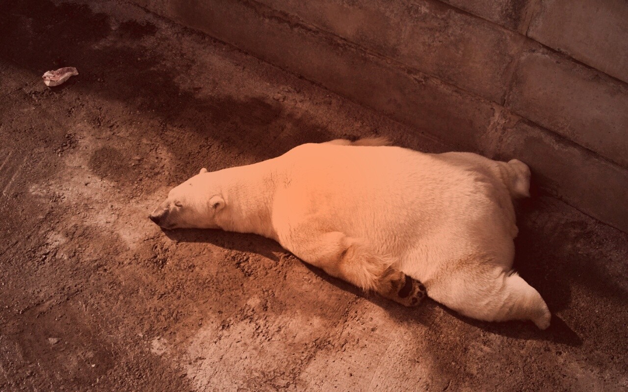 Мы можем их спасти обои