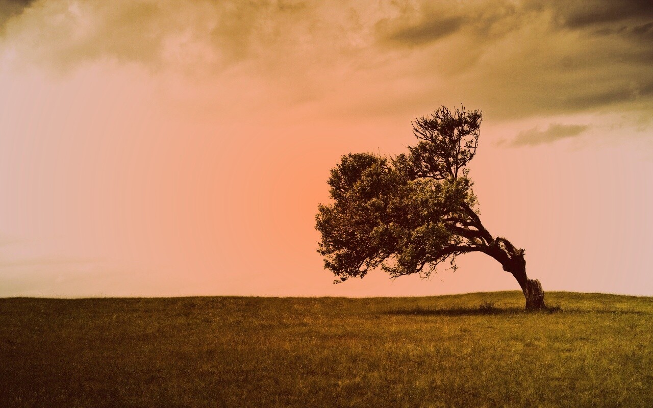 Склоненное дерево обои