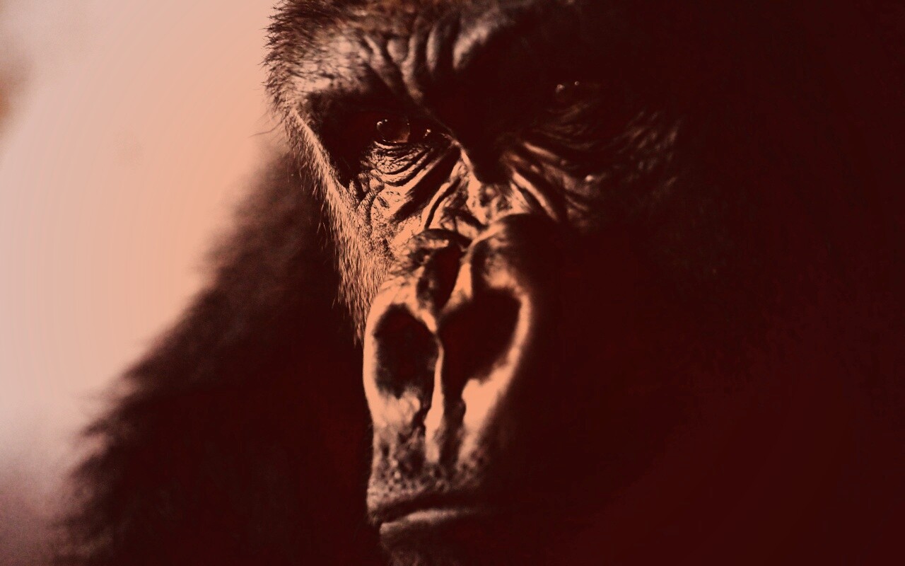 Фото орангутанга обои