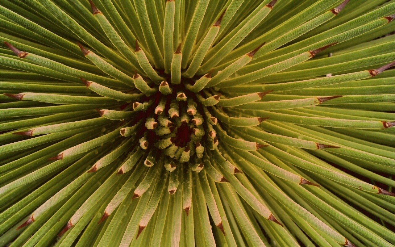 Хищный цветок обои