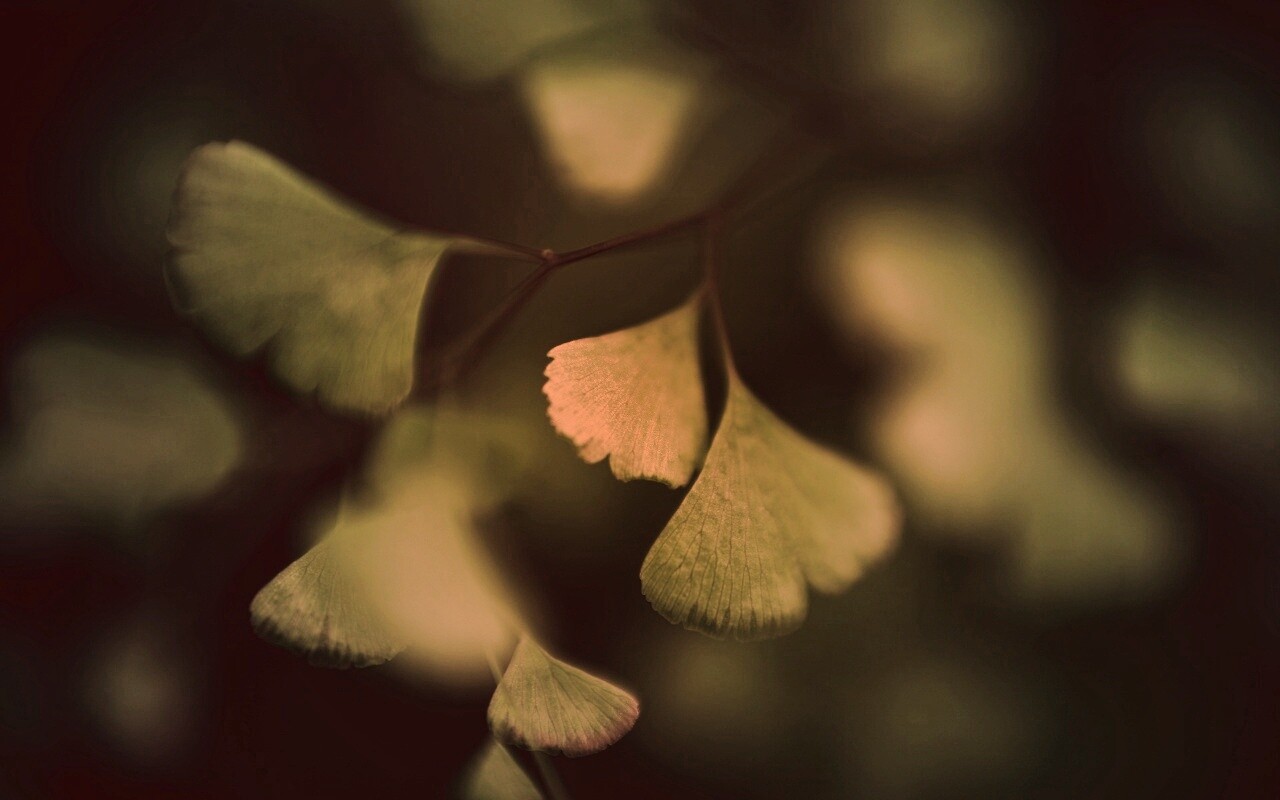 Дикие зеленые листья обои