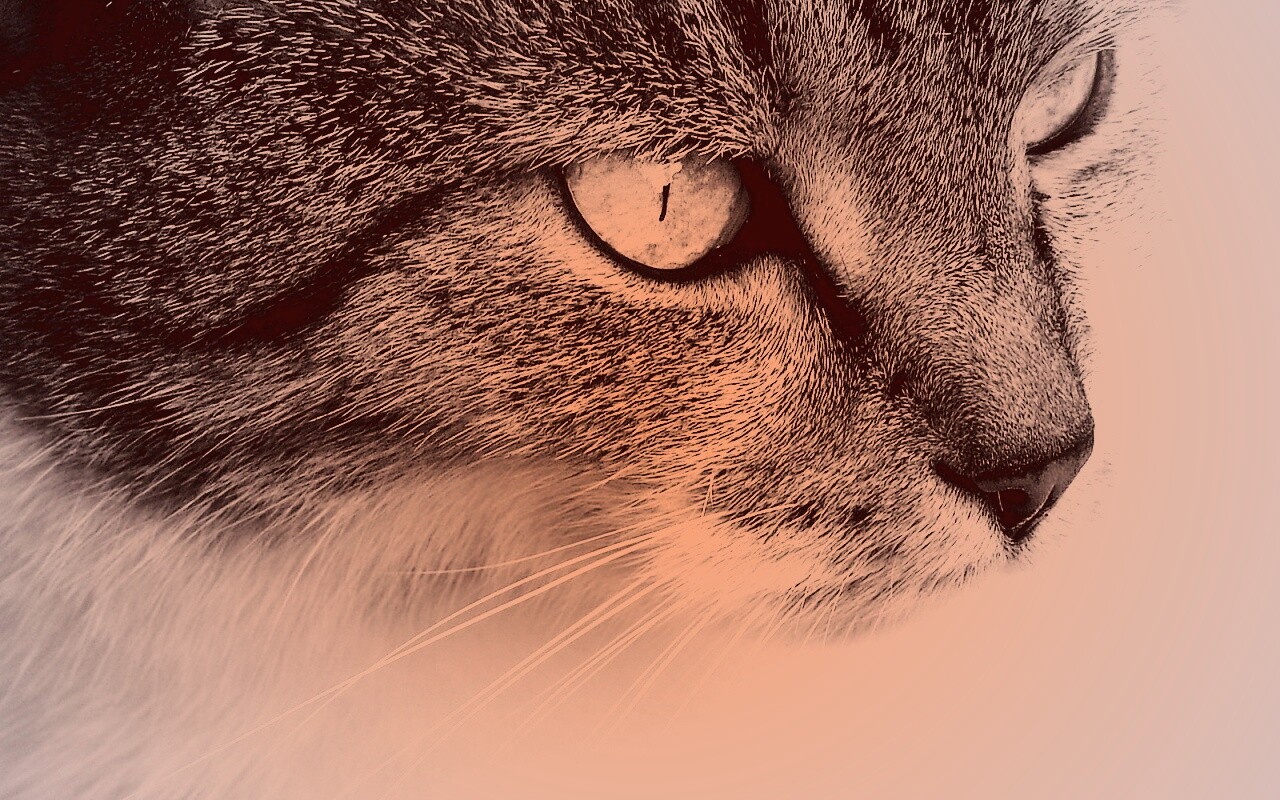 Очень красивый кот обои