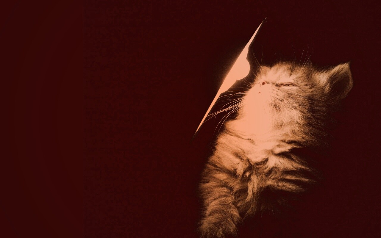 Котя на свету обои