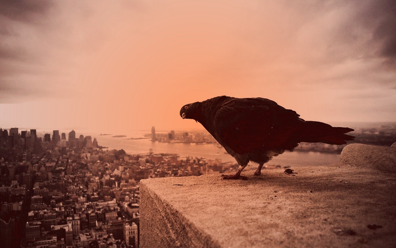 Любознательный голубь обои