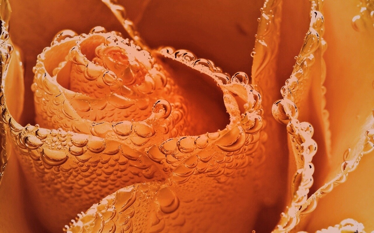 Мокрый желтый цветок обои