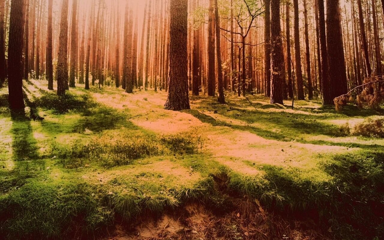 Солнечный лес обои