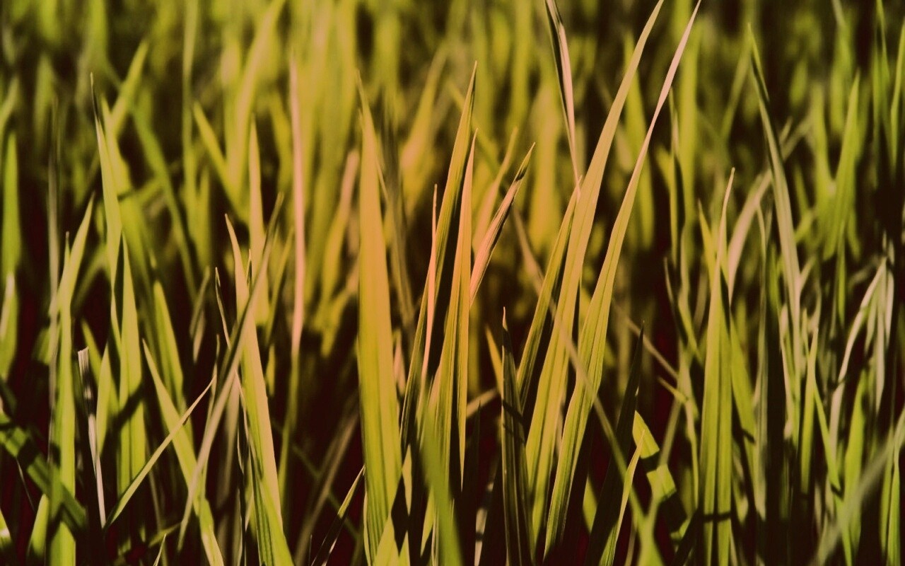Яркая сочная трава обои
