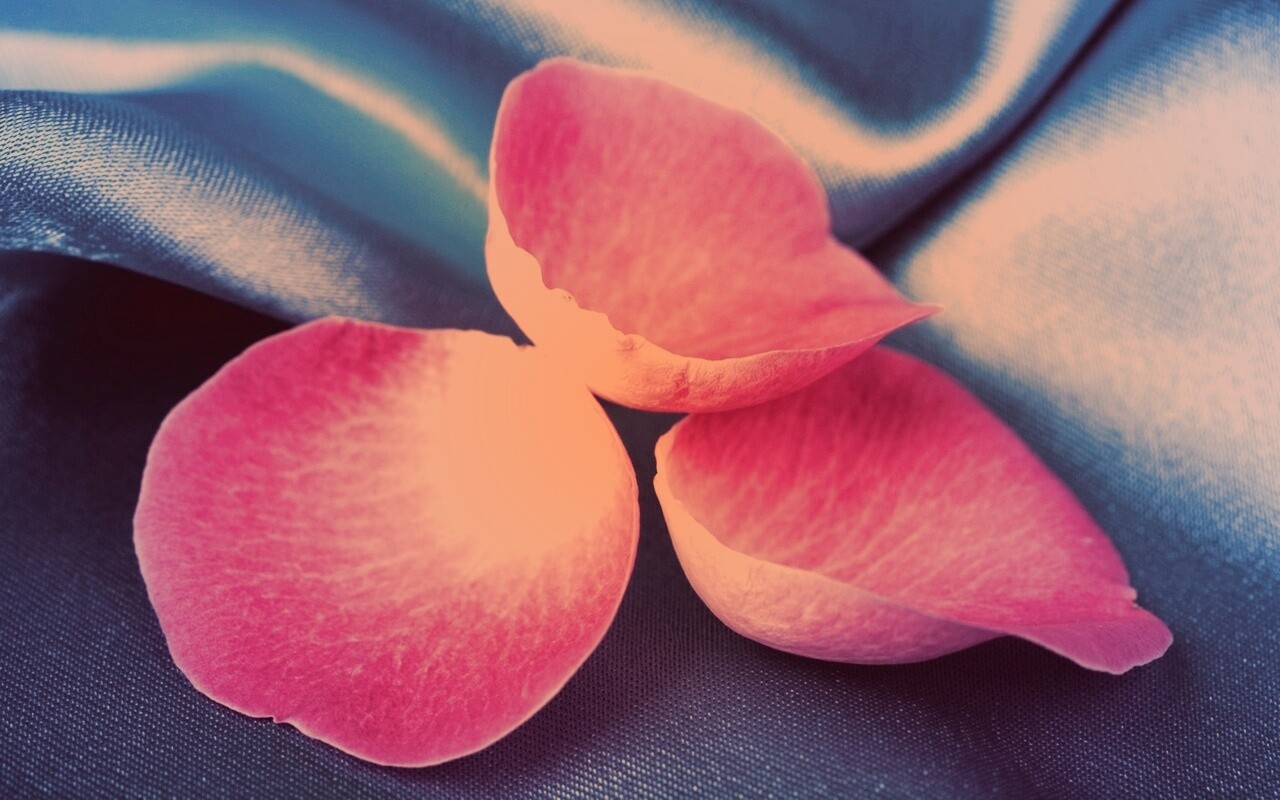 Лепестки розы на голубой ткани обои