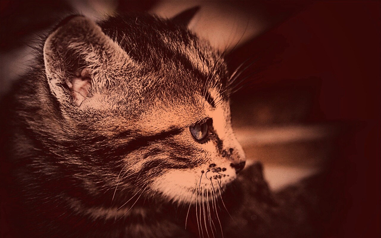 Котенок с голубыми глазами обои