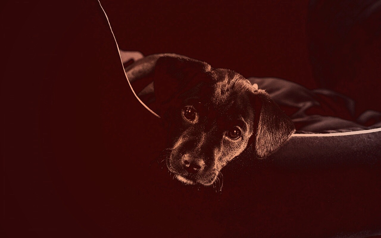 Собачка в сумке обои