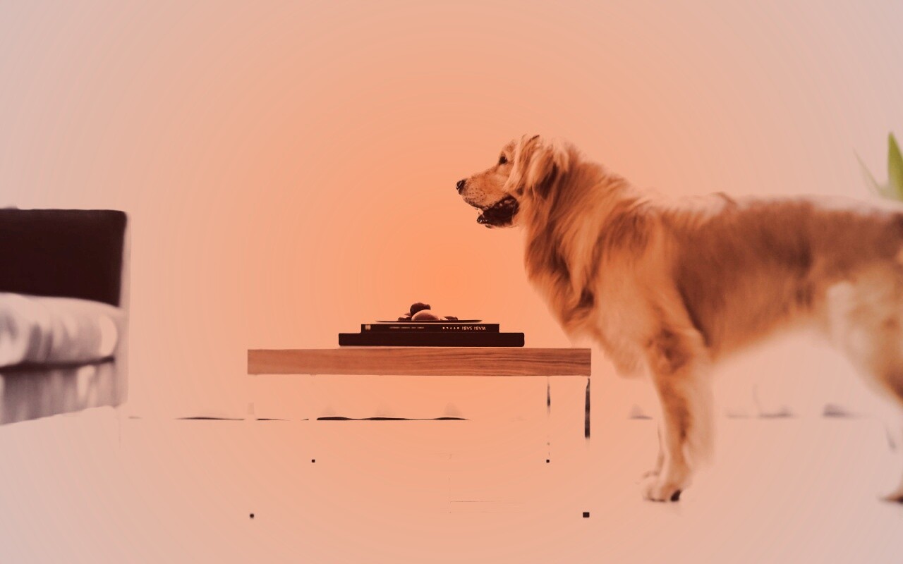 Лабрадор Ретривер обои