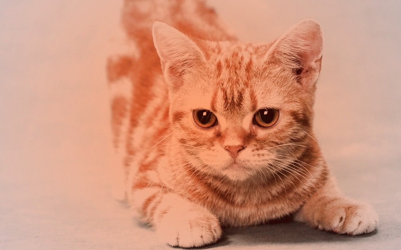 Котенок обои