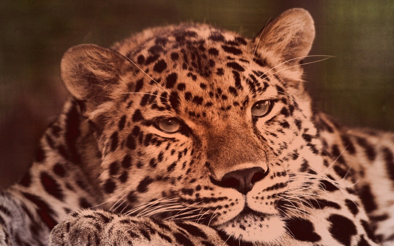 Злопасный ягуляр обои