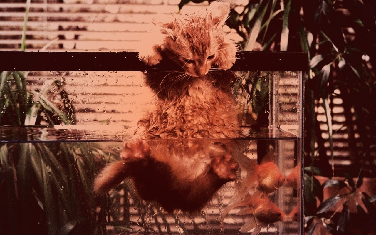 Мокрая киска обои