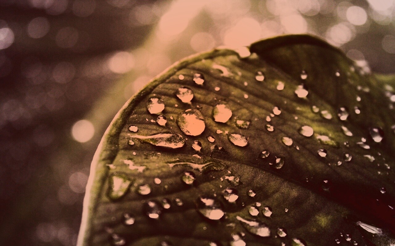 Роса на листке обои