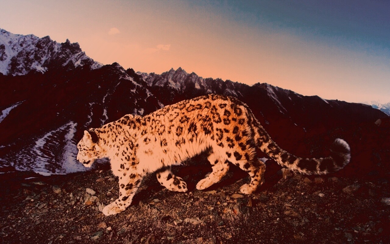 Леопард обои