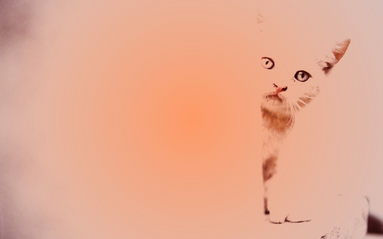 Котик из-за угла обои