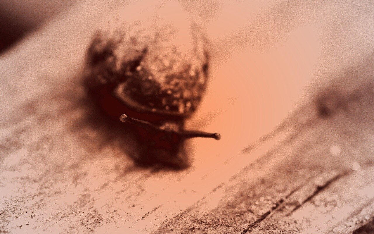 Улитка на ветке обои